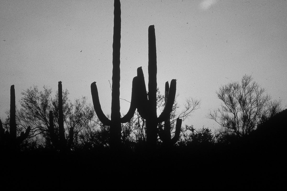 The Saguaro Grove — black and white photograph by Craig Baker, DC#009.