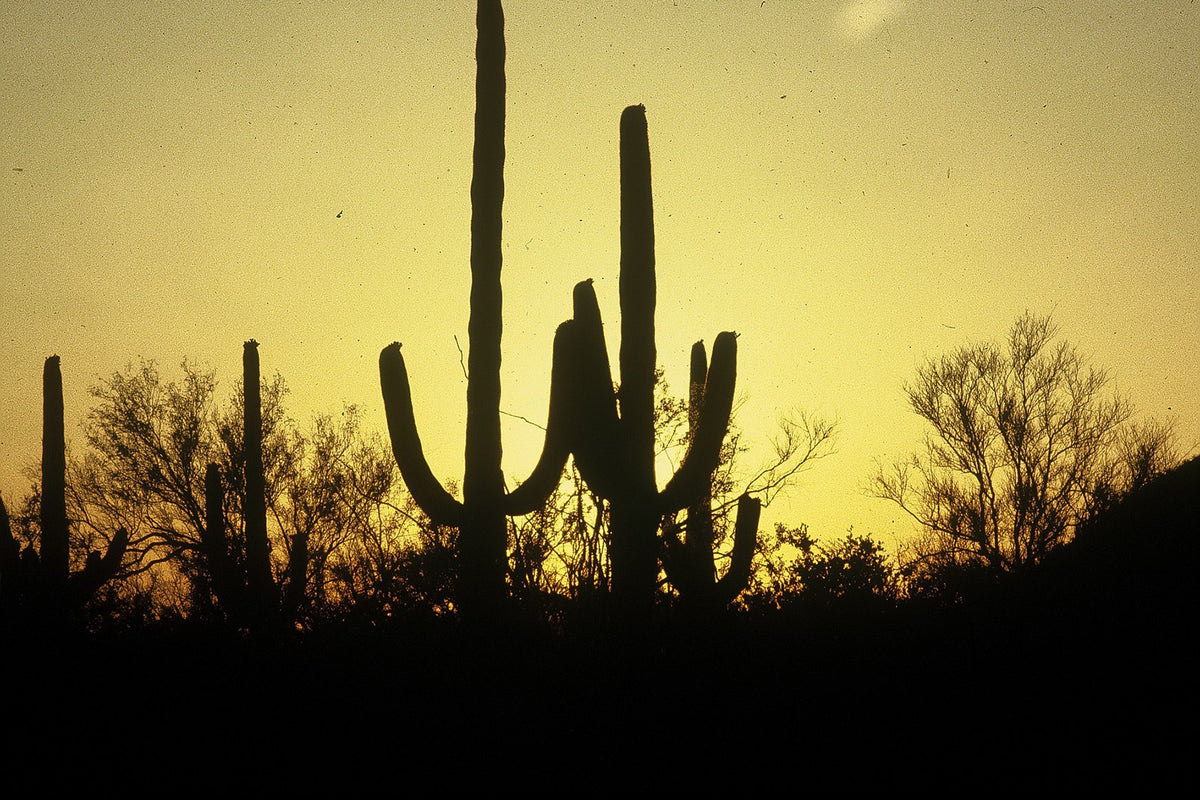 Several branching saguaro cacti rise from dark desert scrub against a glowing yellow sky.