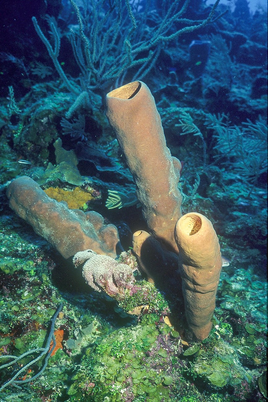 Two yellow tube sponges stand upright amid branching reef growth in blue water.