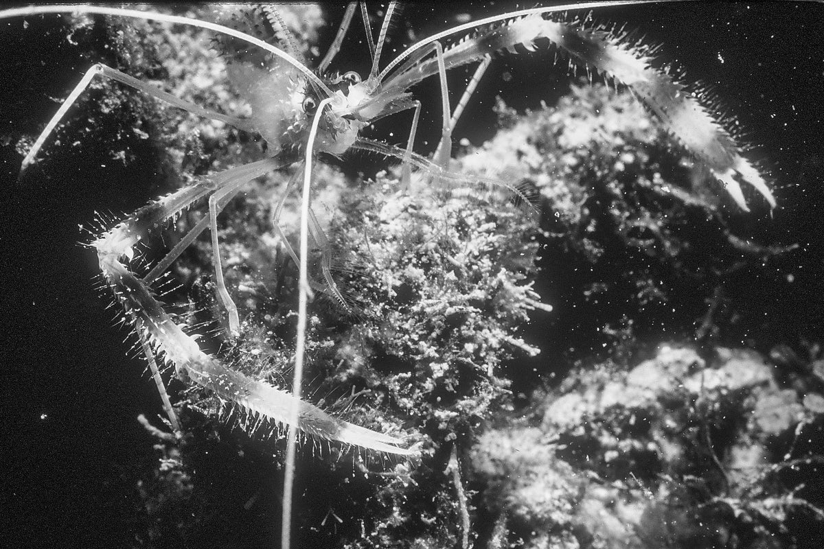 Renowned Undersea Orchestra Conductor — black and white photograph by Craig Baker, UM#009.