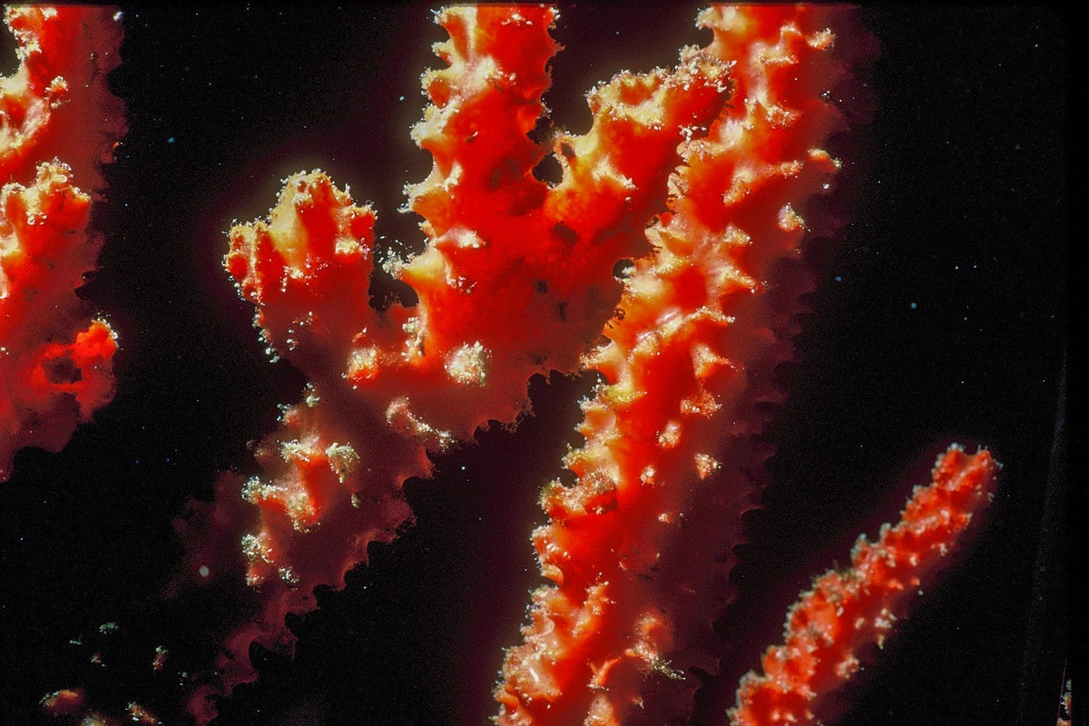 Red branching coral glows against dark water with tiny pale polyps along its edges.