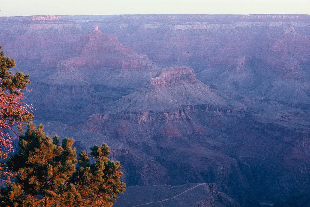 A pine catches warm light at the edge of the Grand Canyon above deeply shadowed rock layers.