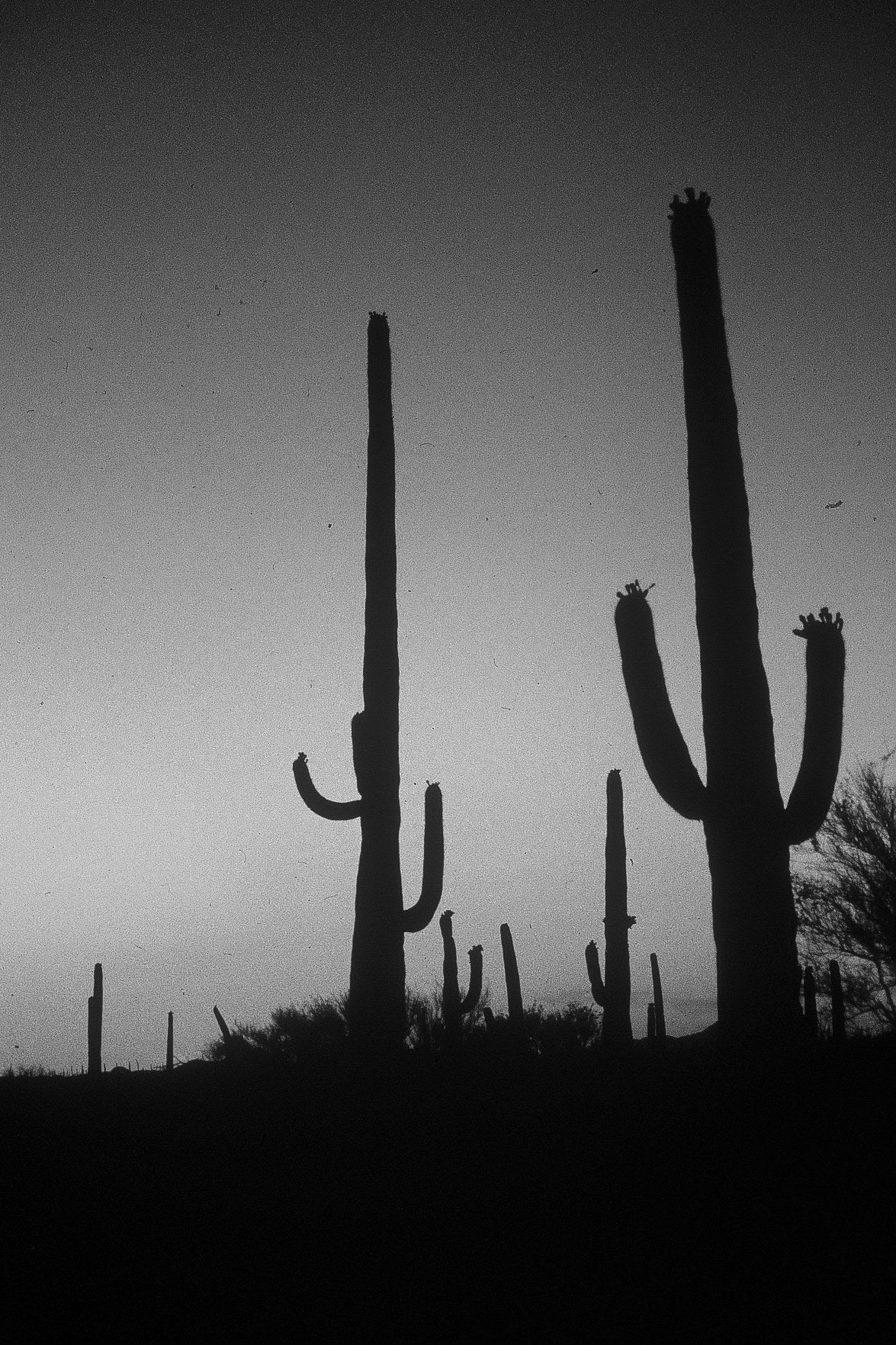 Saguaros After Sunset — black and white photograph by Craig Baker, DC#010.