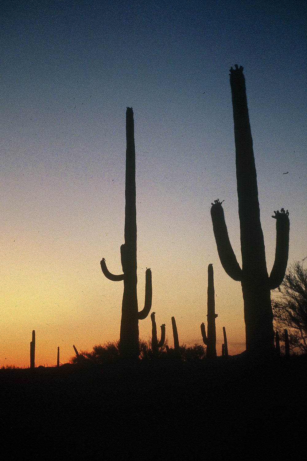Saguaro silhouettes rise into a deep blue sky above an orange band of twilight.