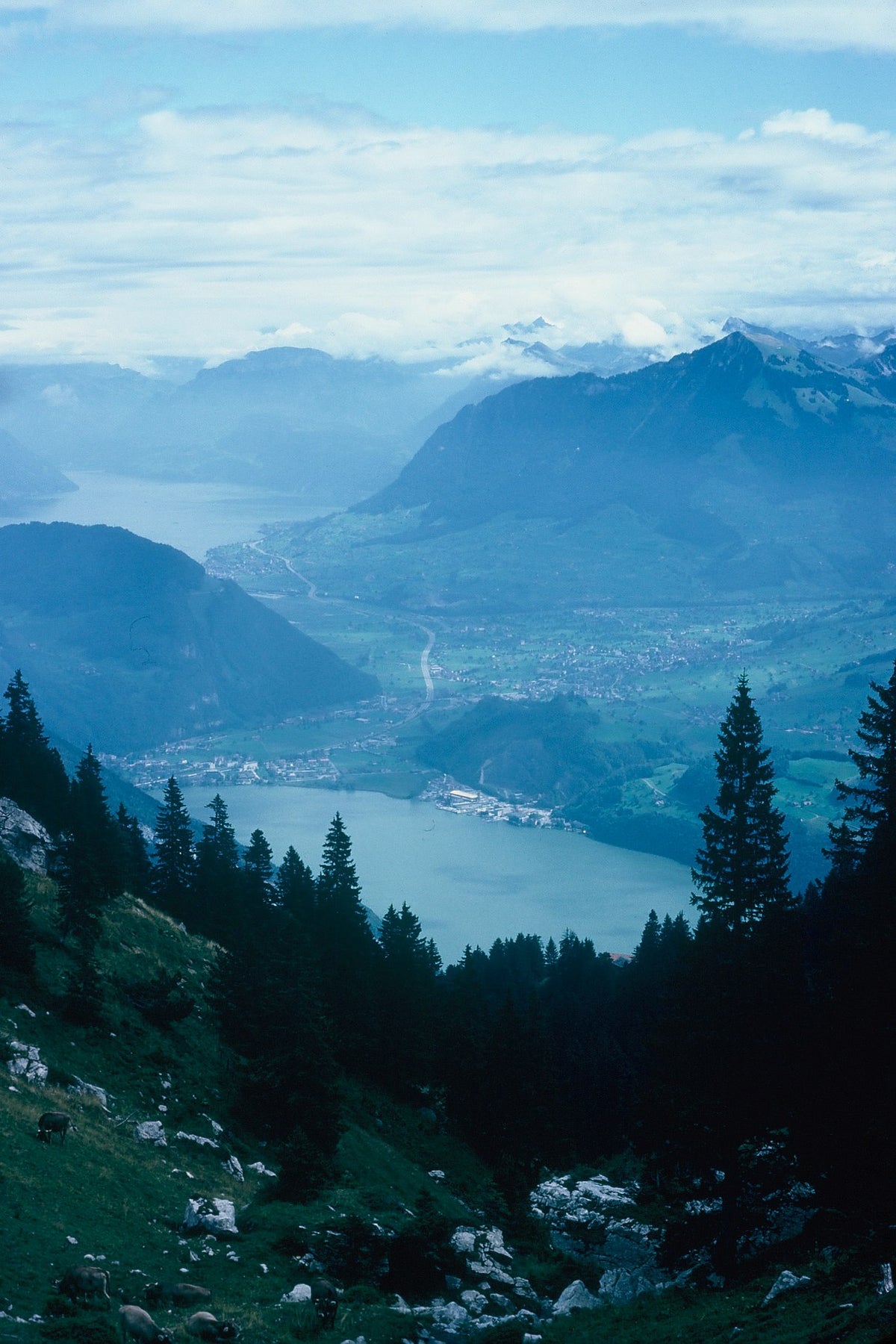 Blue lakes and distant valleys spread below a rocky Swiss mountain viewpoint framed by conifers.