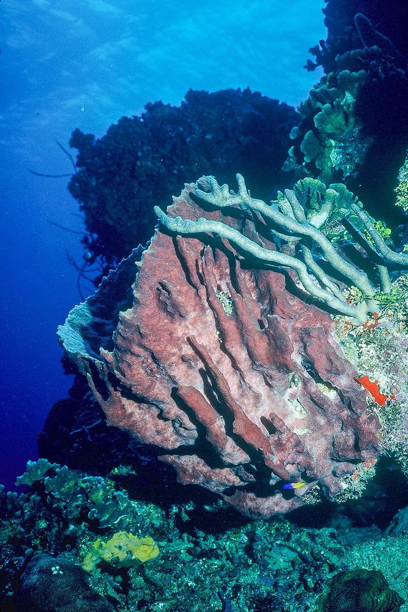A large pink sponge rises from a coral reef beneath deep blue water.