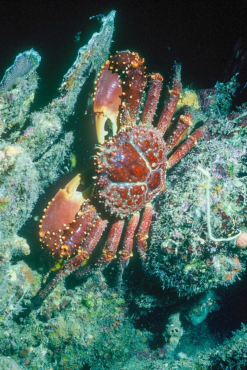 A red and white speckled crab clings to a reef in dark water off Roatán.