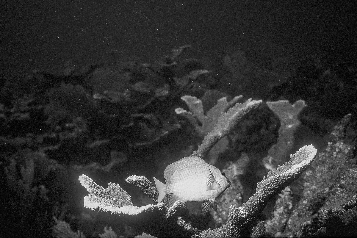 Among the Branches — black and white photograph by Craig Baker, UM#003.