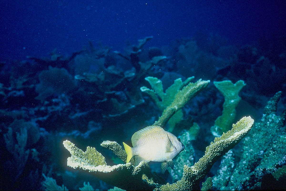 A pale reef fish swims beside branching coral in blue water off Roatán.