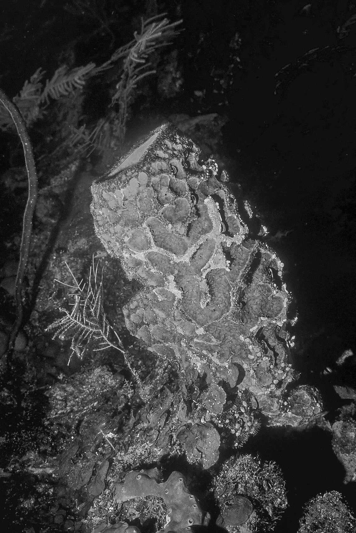 Reef in Living Color — black and white photograph by Craig Baker, UM#005.