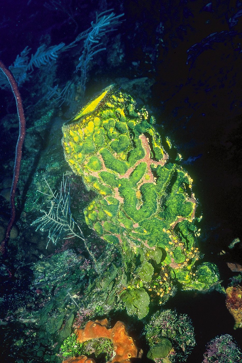 A vivid yellow-green sponge rises among darker corals on a reef in Honduras.