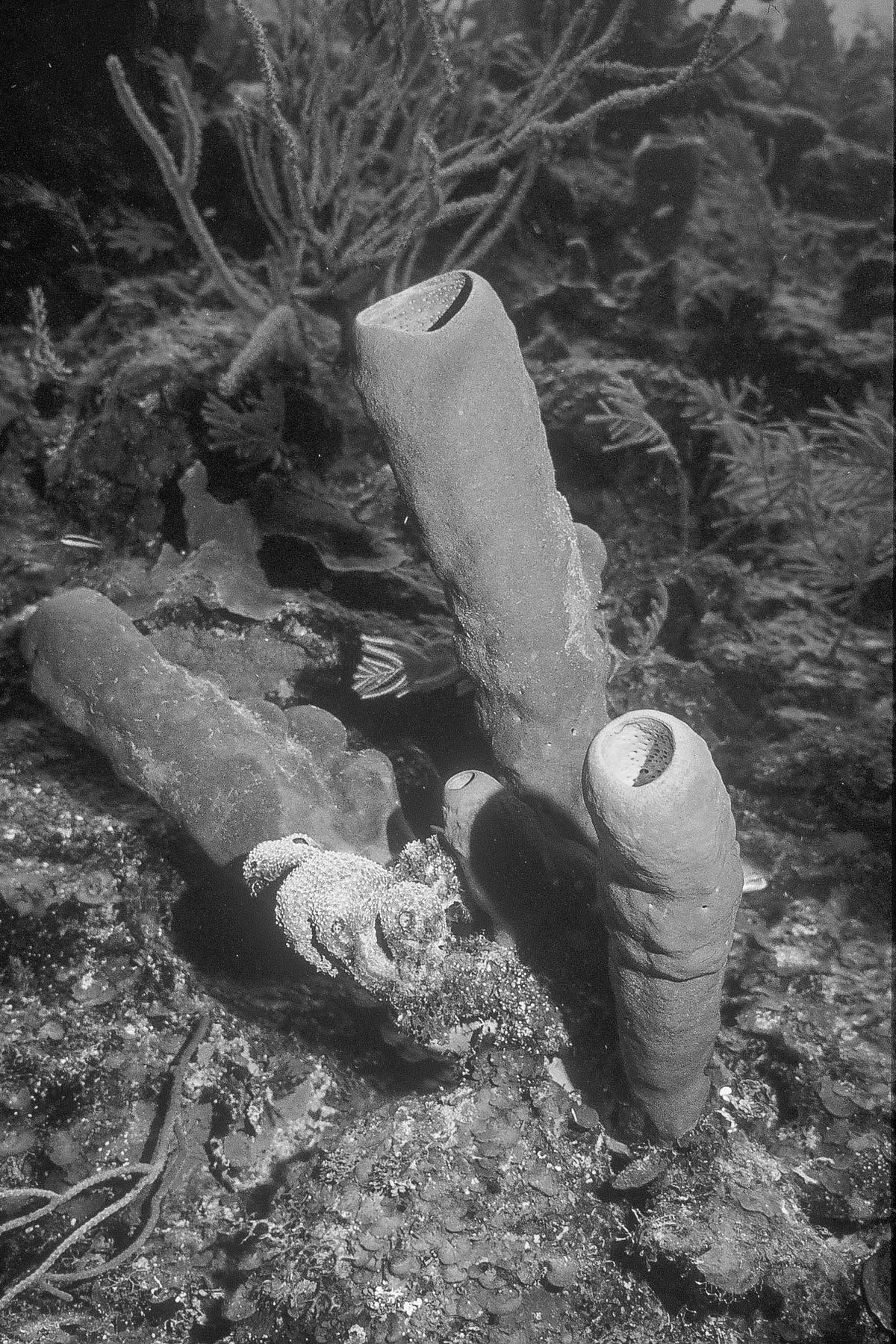 Tube Sponges — black and white photograph by Craig Baker, UM#006.