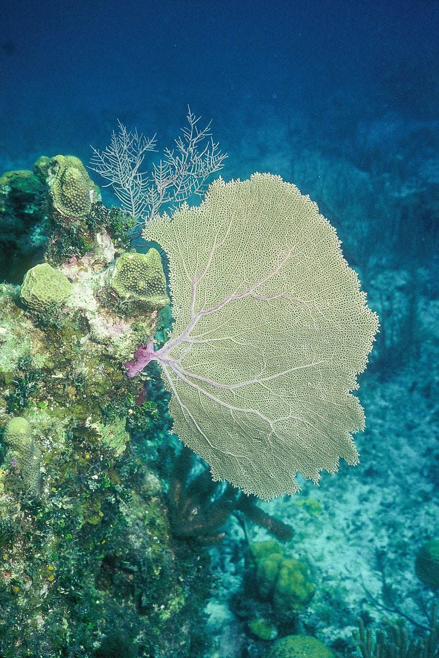 A broad pale sea fan spreads across a coral reef against blue water.