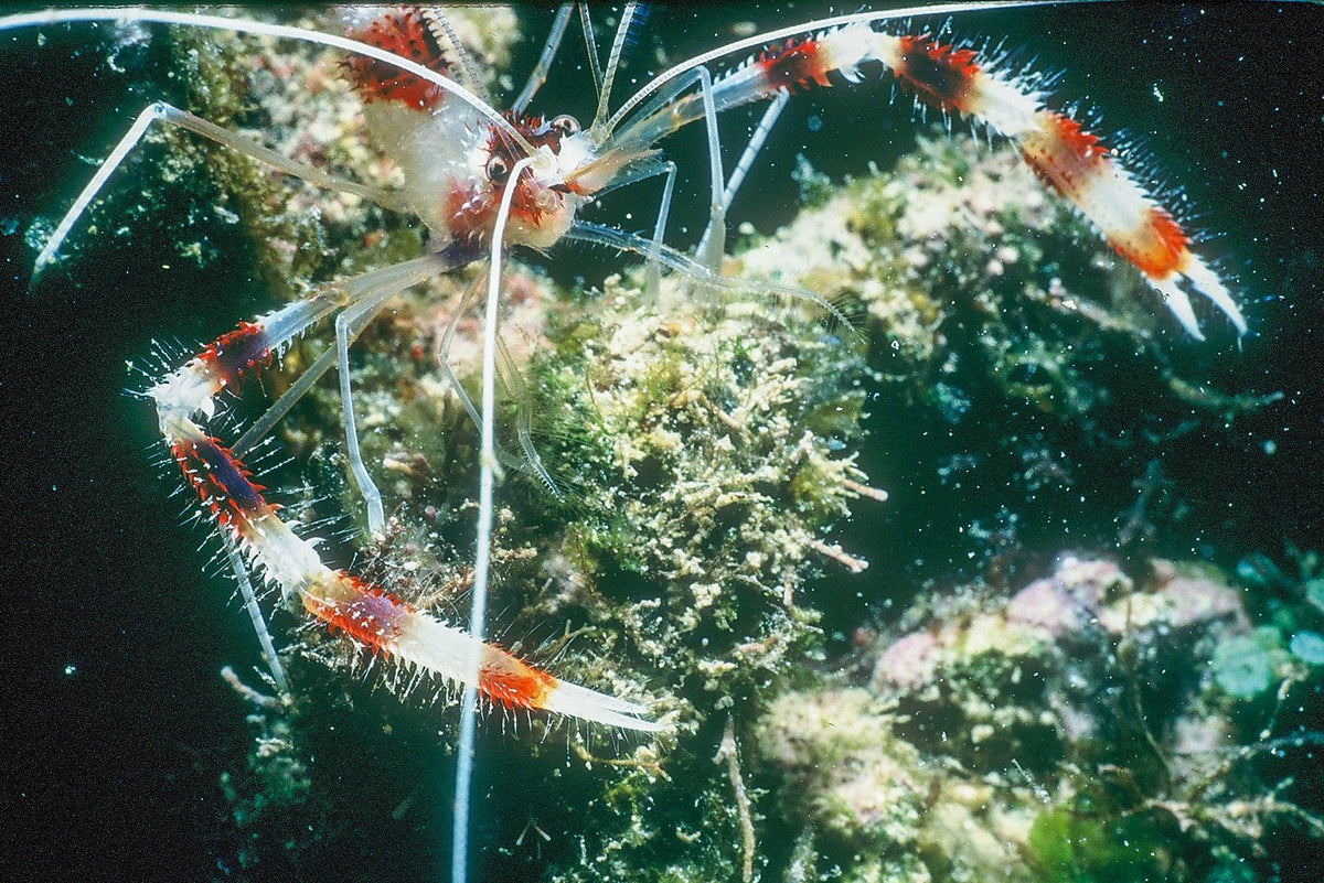 A banded coral shrimp extends long white antennae and red-striped legs across a reef.