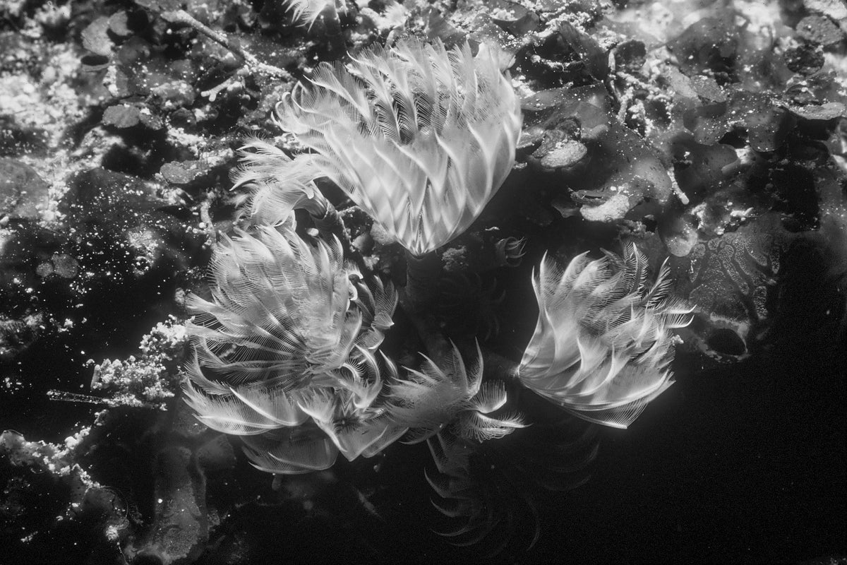 Tube Worms, Gone Fishin' — black and white photograph by Craig Baker, UM#012.
