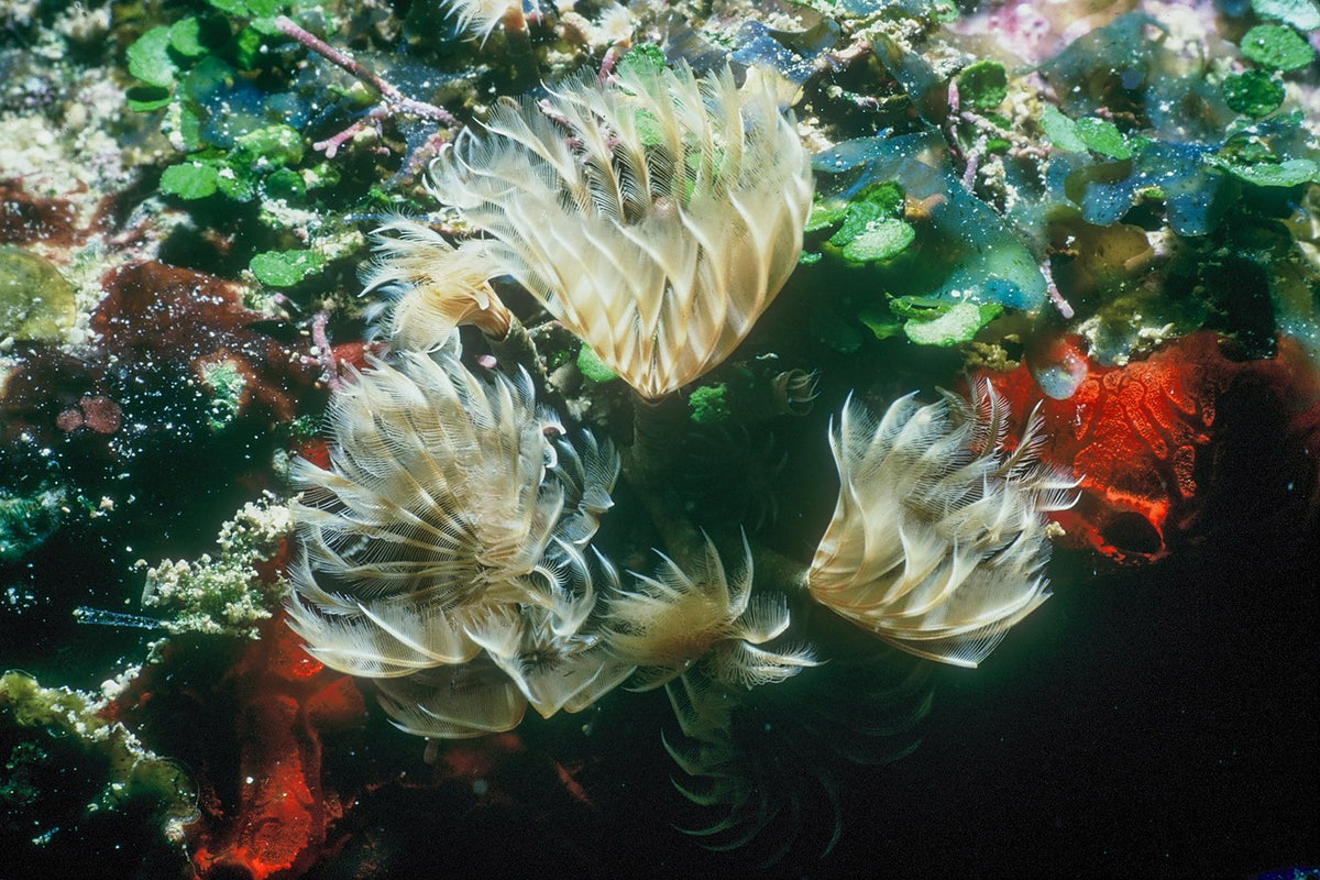 Feathery tube-worm crowns open among colorful reef growth off Cayman Brac.