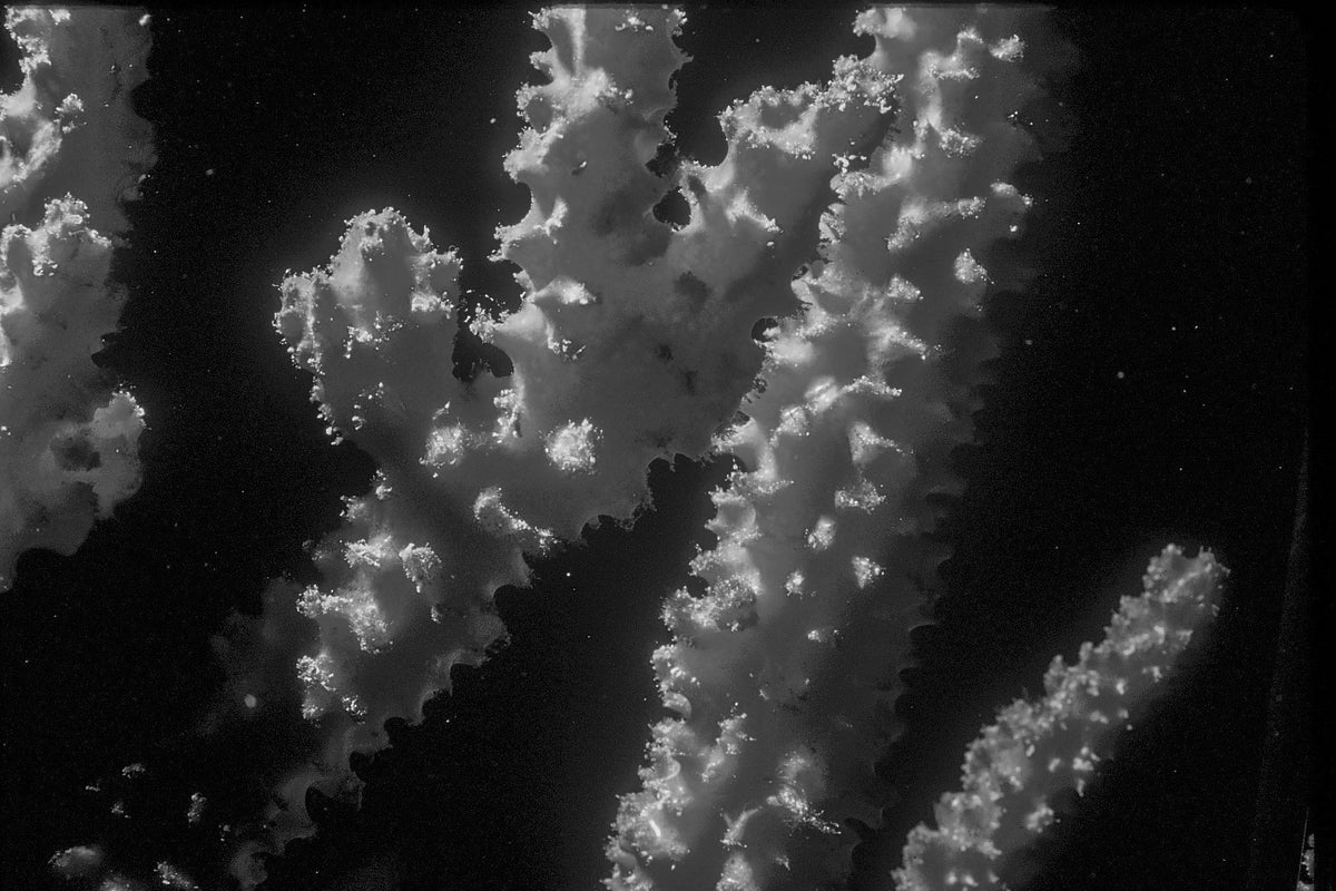 A Snippet of Red Coral — black and white photograph by Craig Baker, UM#015.